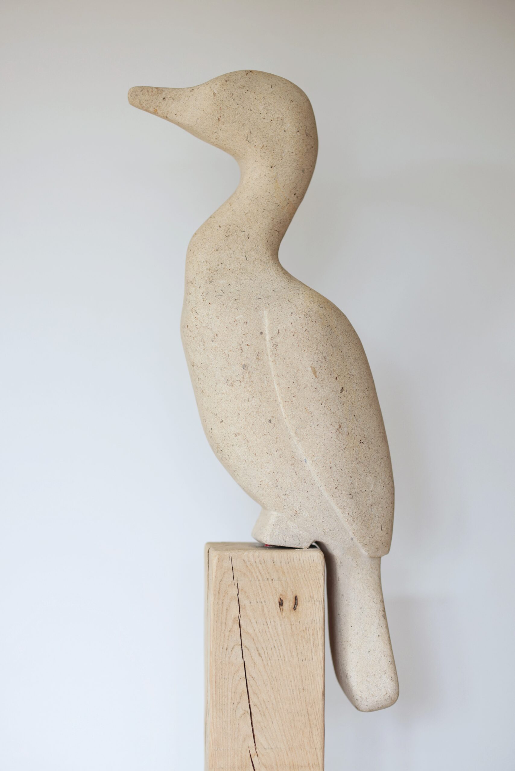 Cormorant 1